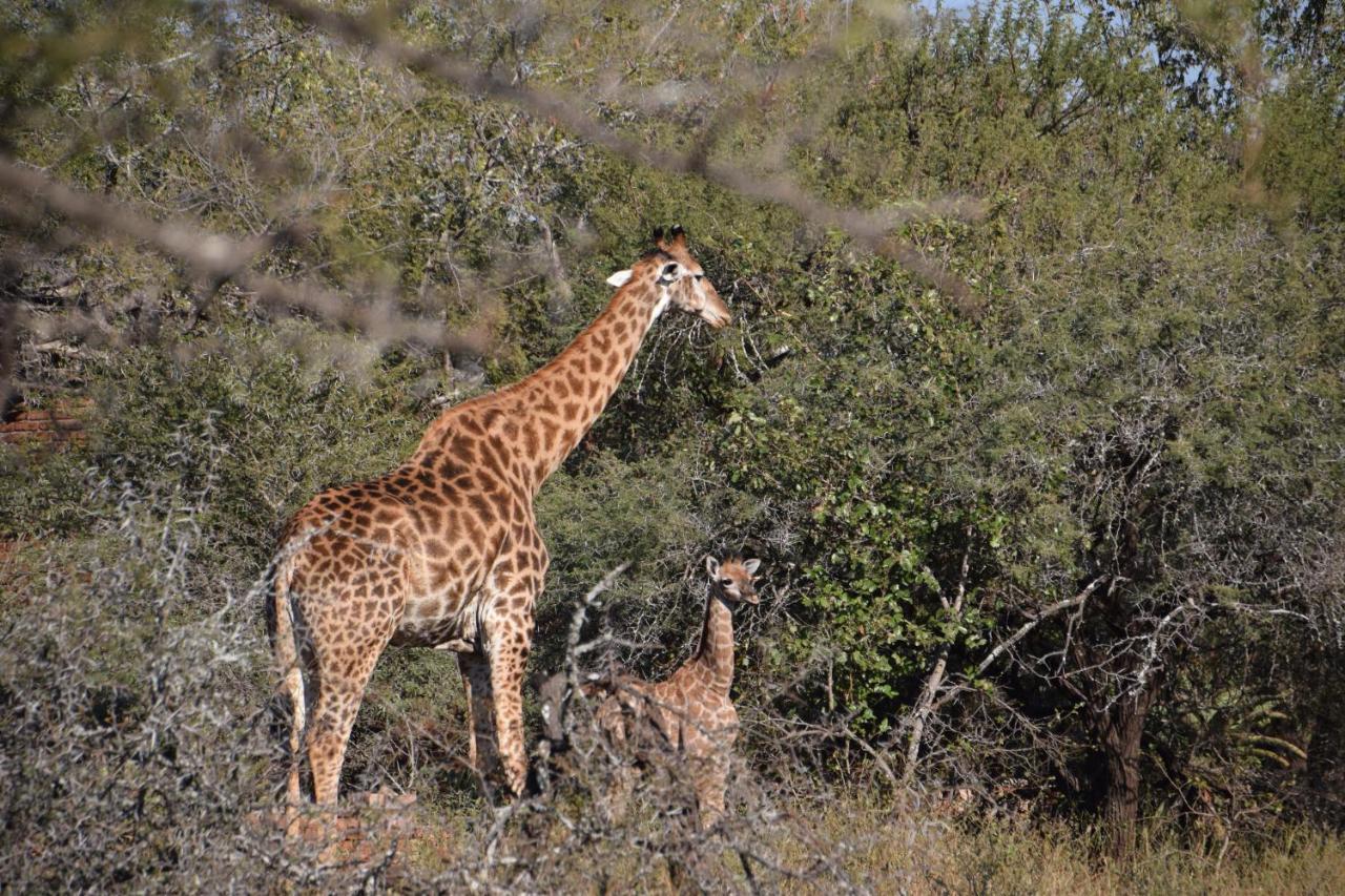 Khumbula Iafrica 1 Marloth Park Exterior foto